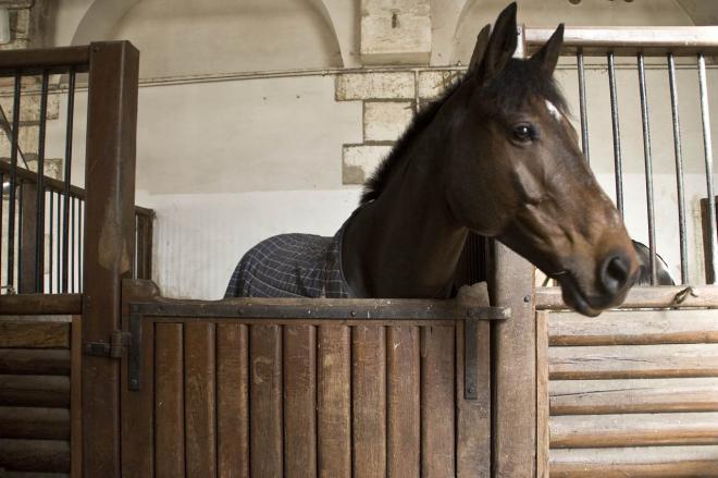 Pension pour chevaux aux Ecuries du Grand Bois d'Arsy